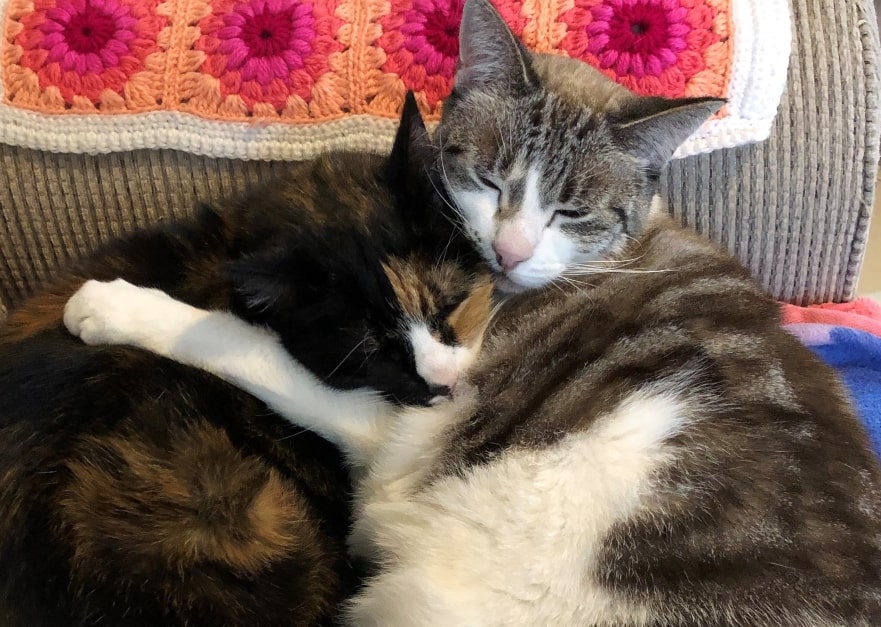 Two cats sleeping together on a couch, a tortie cat being held by the Birman cat's outstretched white arm.