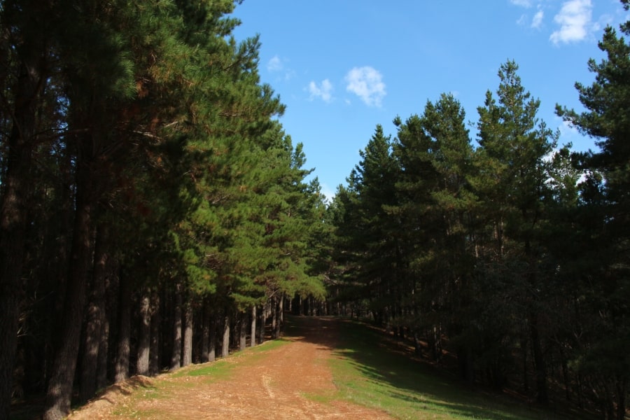 A pine tree forest with a path down the middle and blue sky with some clouds visible.