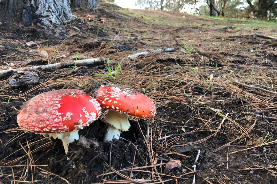 Two red mushrooms with white spots growing on the forest floor.