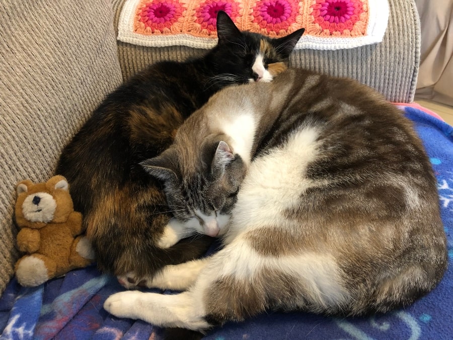 Two cats sleeping cuddled together on a couch