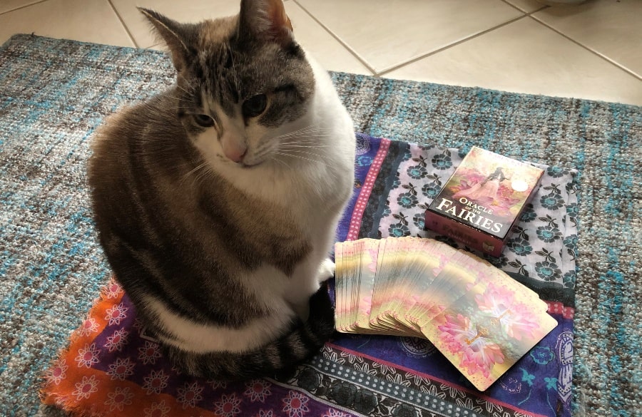 Cat sitting on carpet with fairy oracle card deck and cards spread out face down