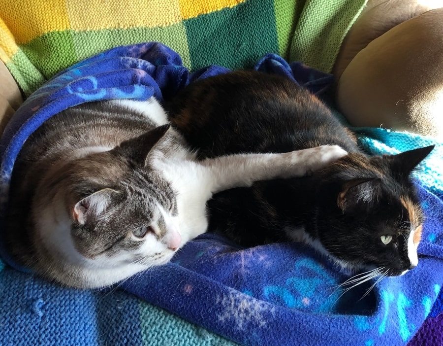 Two cats on an armchair wrapped in blue blanket, both looking out whimsically to the right, the cat behind has her paw on the other's back.