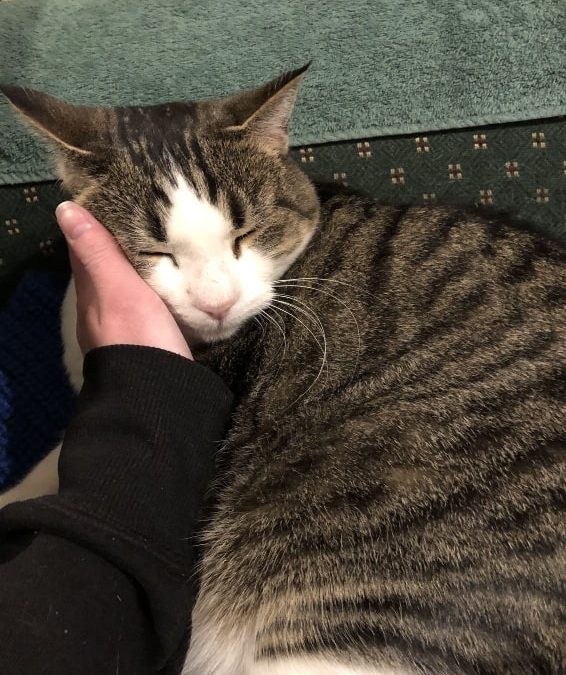 Sleeping cat whose cheek is resting on an outstretched hand