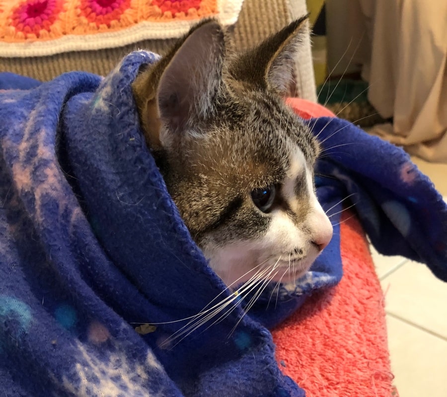 Side on view of a cat wrapped up in a blue blanket.