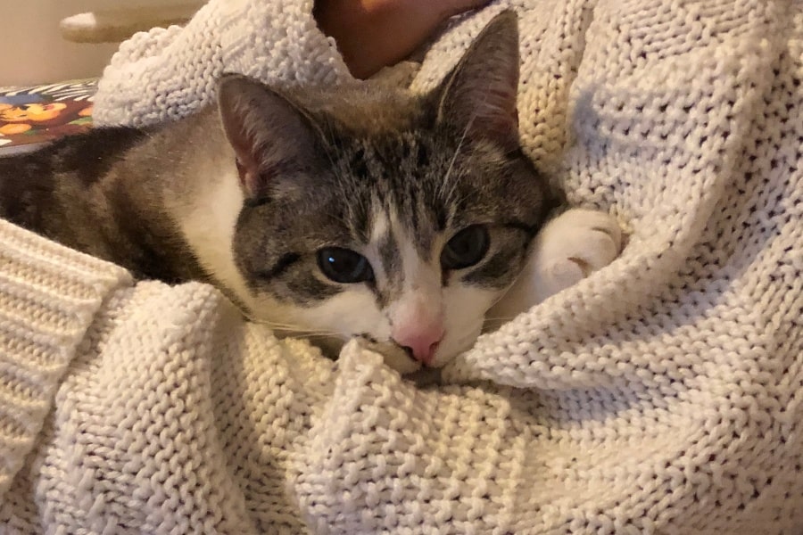 Cat cuddled up in the crook of an arm wearing knitted sweater.