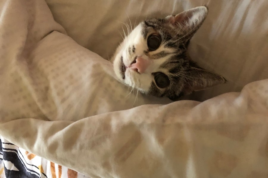 Cat tucked into bed under the covers with head visible and looking out.