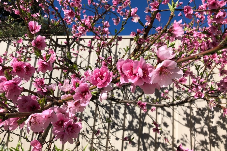 Bright pink blossoms blooming on thin branch.