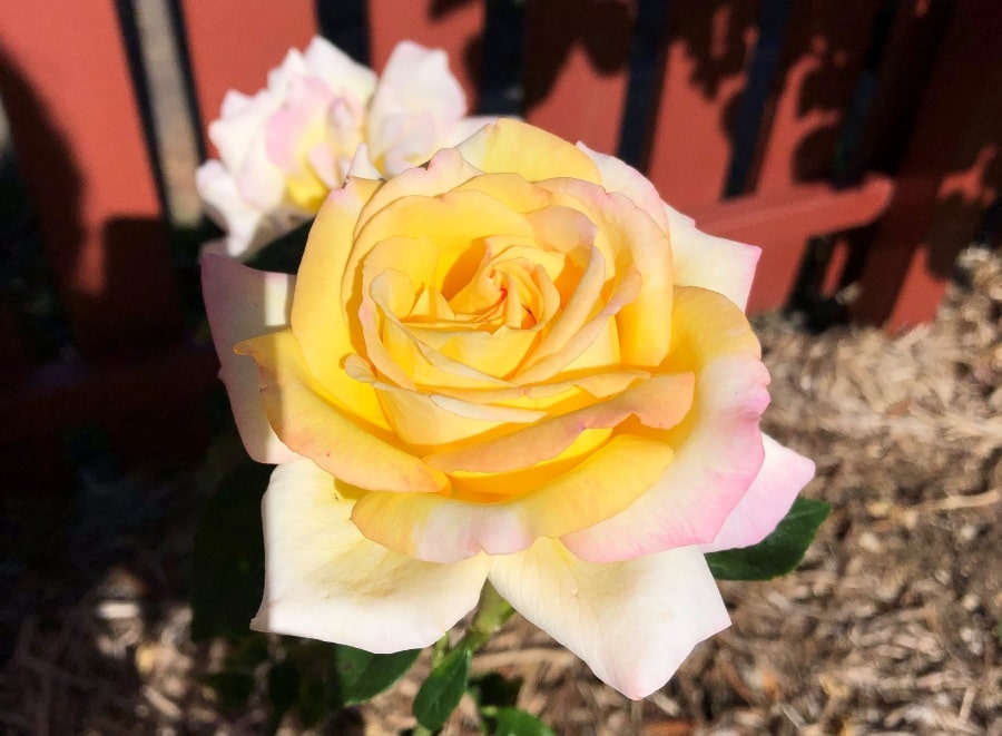 Close up of a light yellow rose