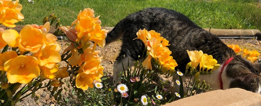 Yellow freesias with brown tabby cat in background