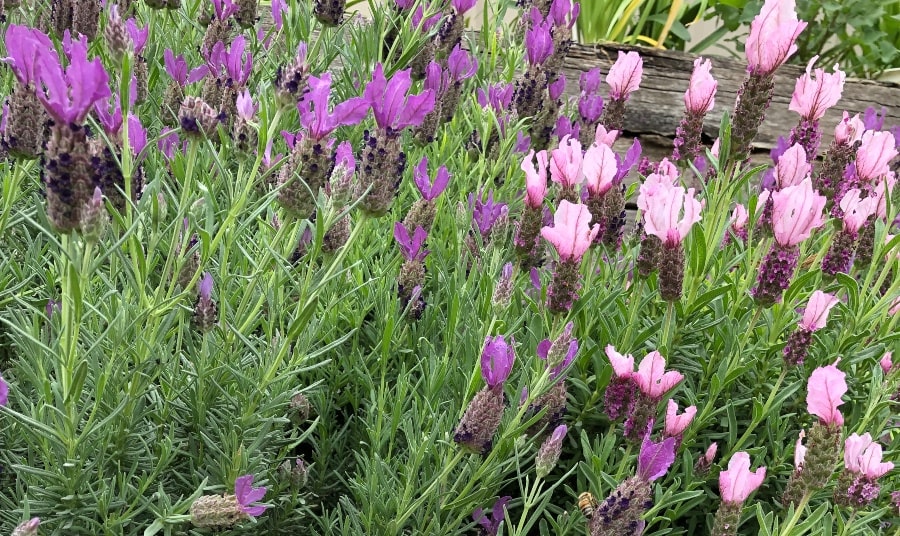 Purple and pink lavender flowers