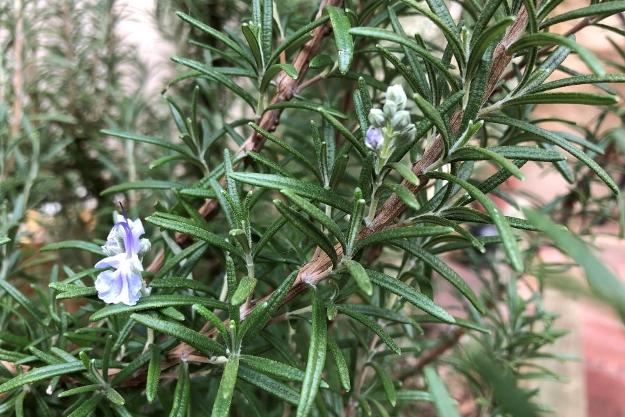 Close up of rosemary bush leaves and flowers