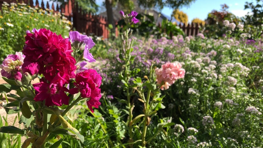 Bright pink, purple and light pink stock flowers