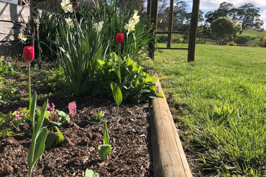 garden bed with red tulips and other flowers