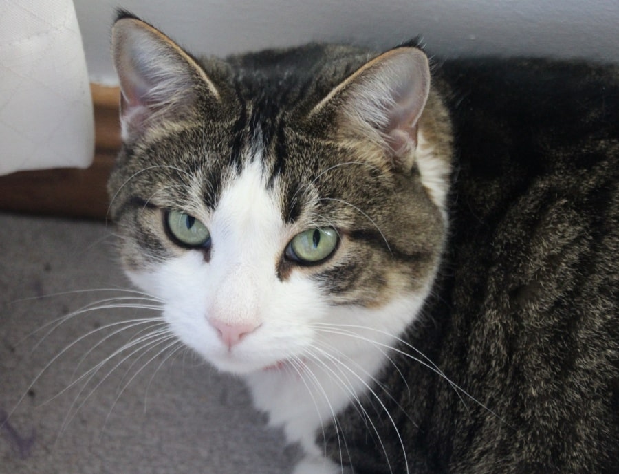 Introducing Sapphy! My Beautiful White And Brown Tabby Cat - The Quiet ...