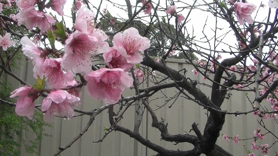 nectarine tree with pink blossoms close up with raindrops