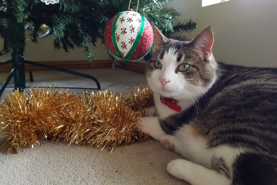 Brown and white tabby cat with red bell sitting on gold tinsel underneath a Christmas tree, with a Christmas material covered bauble hanging next to her head.