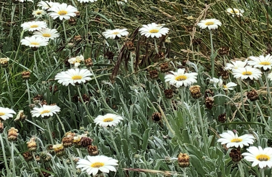 Cream daisies