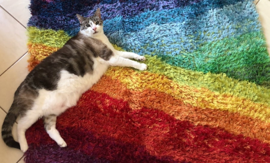 A cat lying on a rainbow striped rug