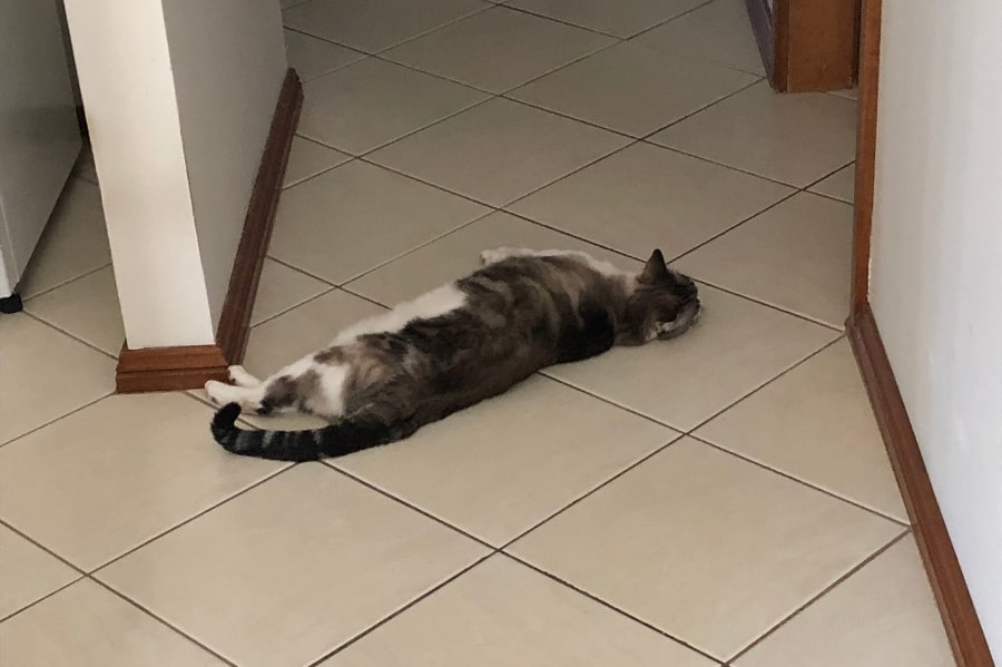 Ragdoll cat lying down on cream-tiled floor