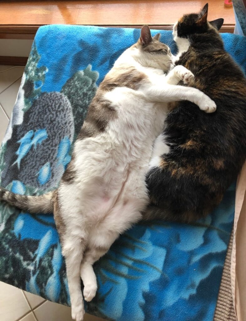 two cats lying stretched out on sea-themed blanket