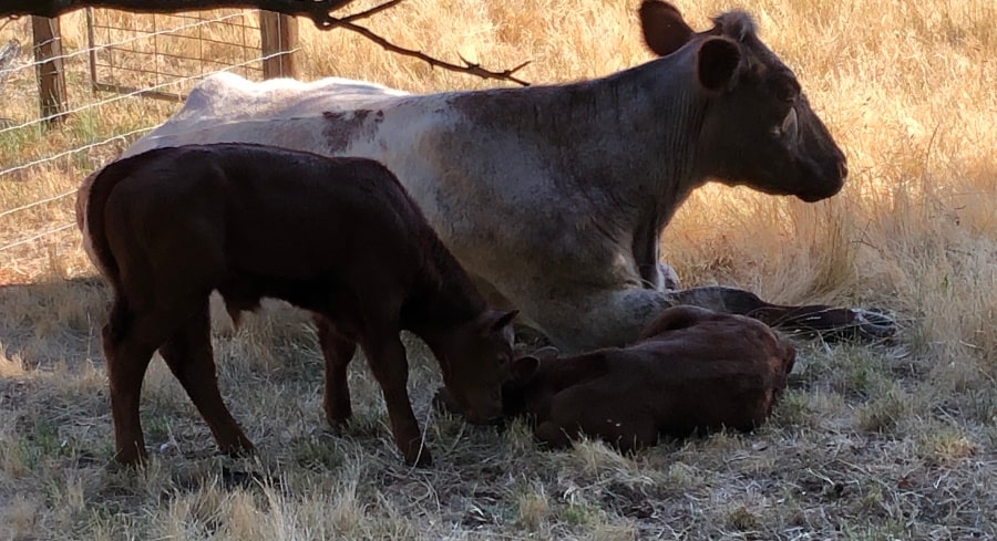 A white-brown mother cow with two brown calves, one standing, one sleeping next to her.