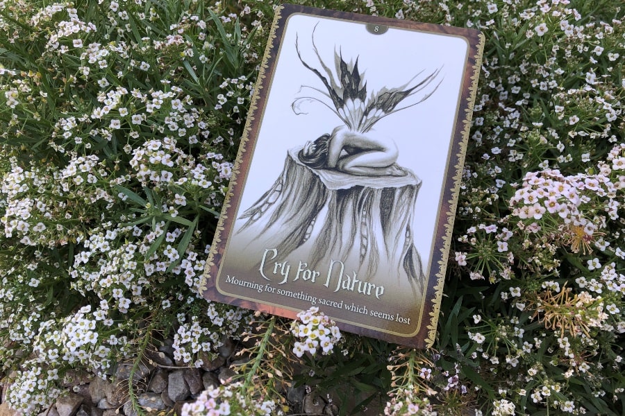 An oracle card resting on an alyssum flower bush, depicting a black and white image of a fairy curled up on a tree stump with the text "Cry for nature: Mourning for something sacred which seems lost."