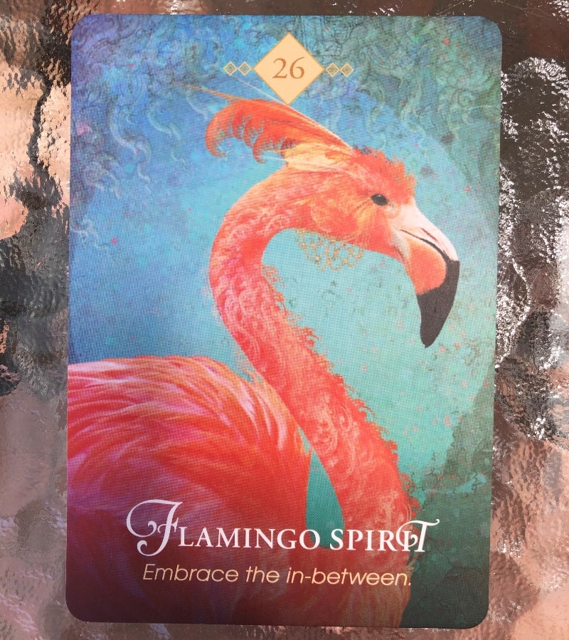 Flamingo oracle card with the number 26 at the top and text that says, "Flamingo spirit: Embrace the in-between."