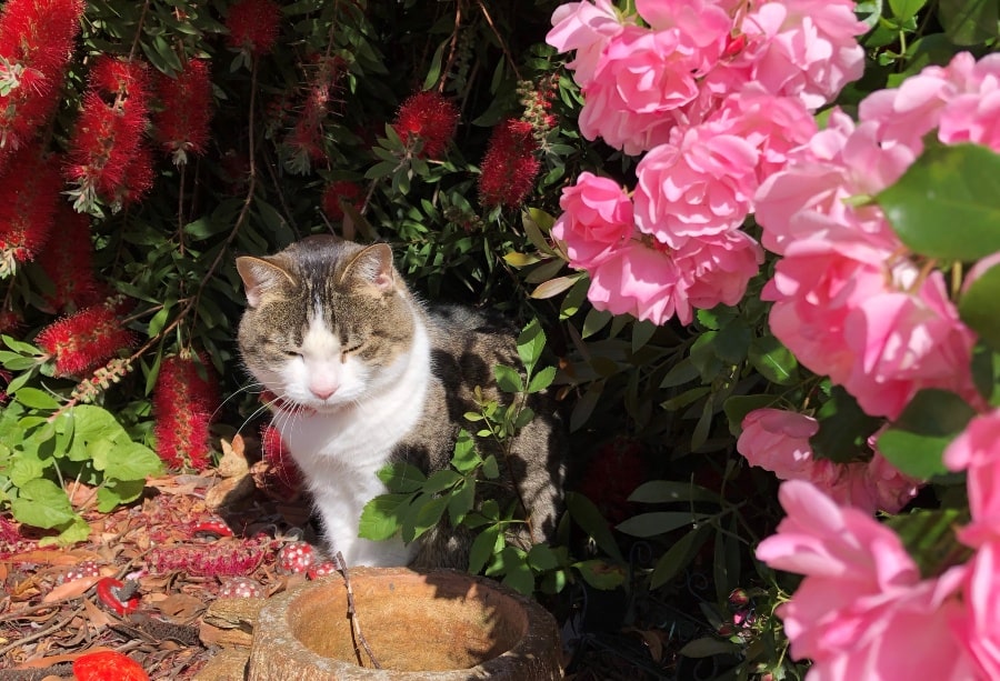 Brown and white tabby cat with eyes closed sitting amongst pink roses and red bottlebrushes