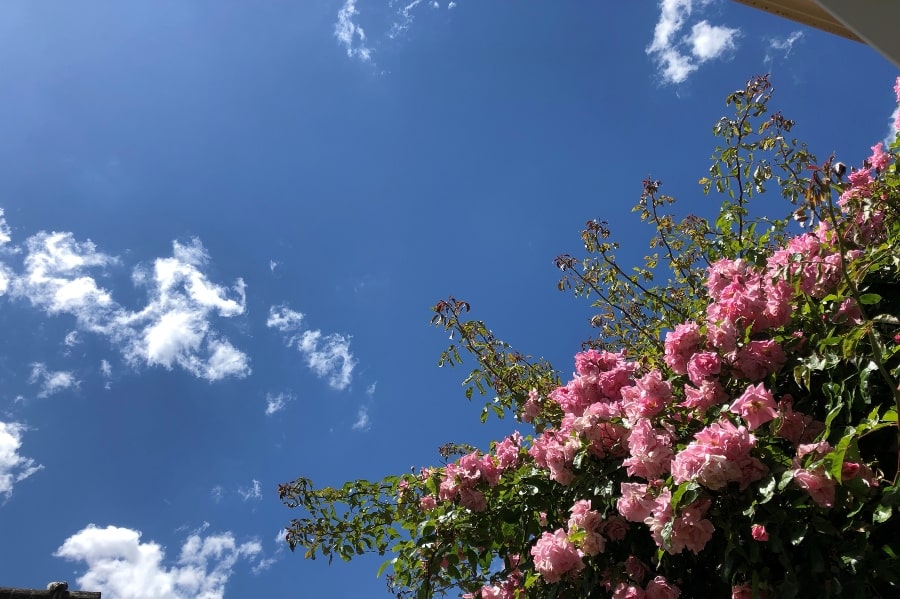 Pink rose bush in lower right corner against a blue sky with wispy clouds background