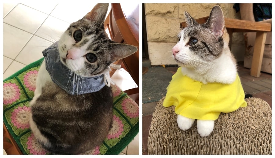 Collage of two pictures, on the left there's a Birman cat looking at the camera over her shoulder modelling a modified blue buster collar, and on the left is the same cat sitting on a cardboard scratching wave looking whimsically into the distance wearing a bright yellow collar. 