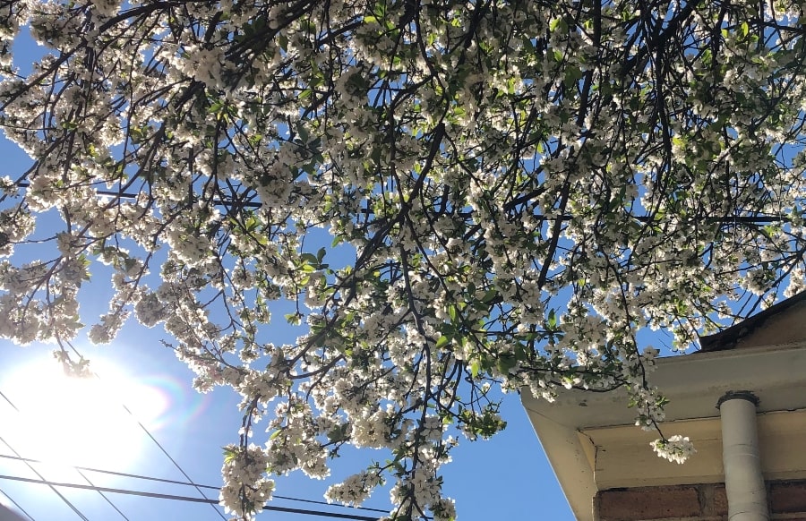 White blossoms on tree branch with sun shining through.