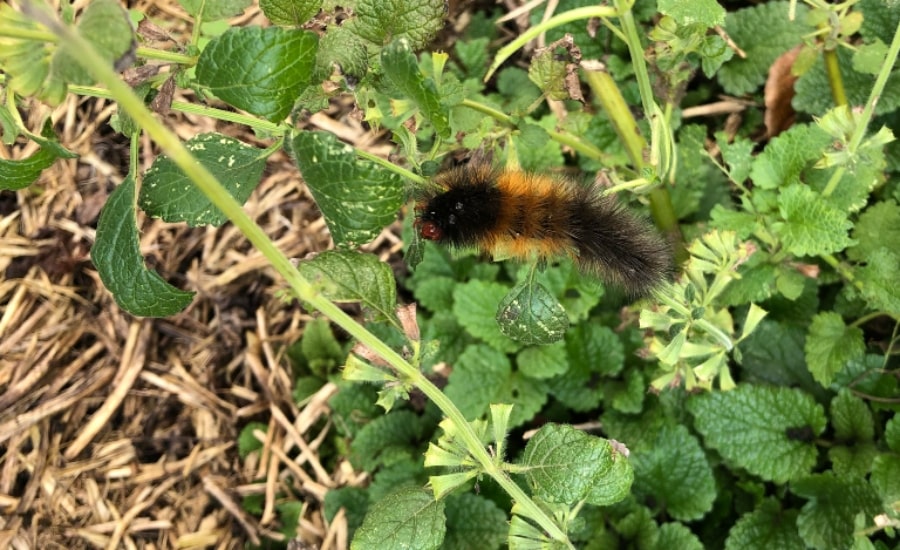 Orange and black furry caterpillar on lemon balm