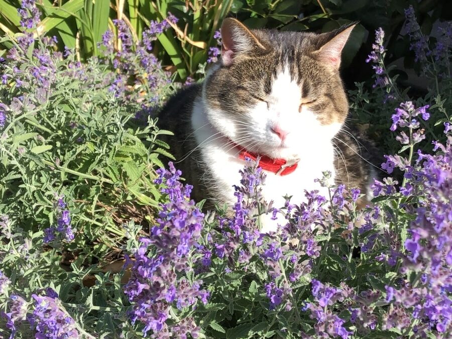 Brown and white tabby cat with eyes closed wearing red bell in amongst purple flowered cat mind.