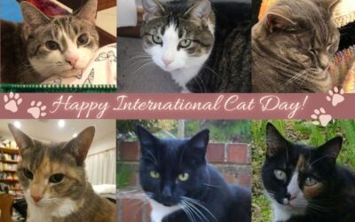 These Are The Cats Of Our Lives: Celebrating International Cat Day!