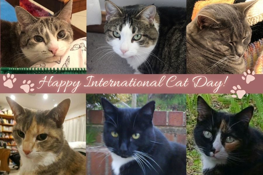 Profile photos of six cats, three at the top and three at the bottom, separated by text that reads, "Happy International Cat Day!"